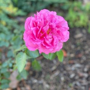 Meet your Posher, Darlene